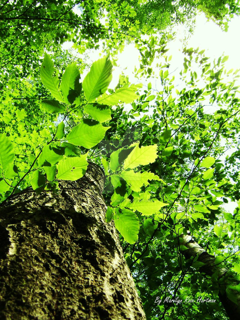 Tree Shot by MarilynRose88 on DeviantArt