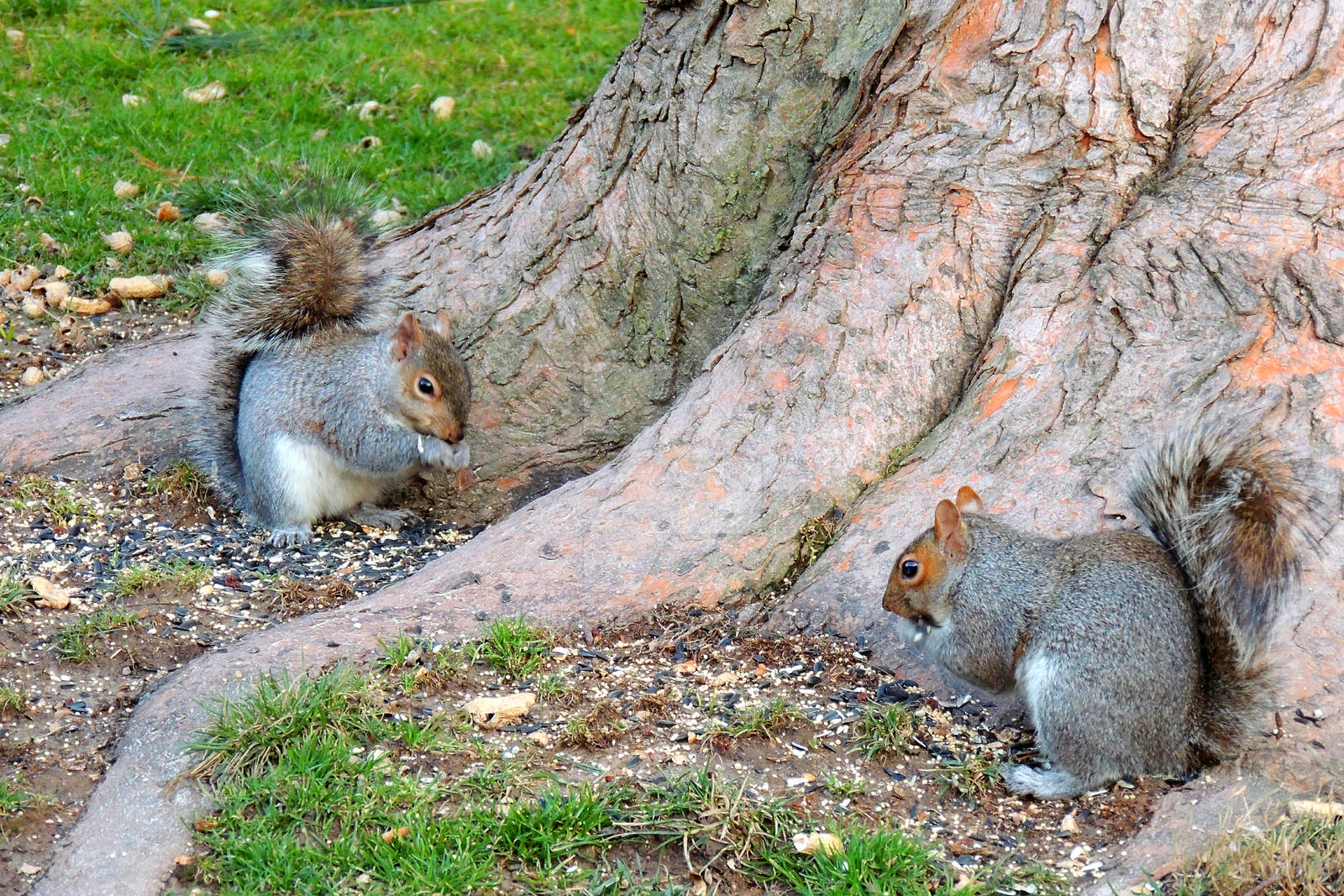 Hunger Twins