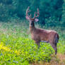 Project 365 - 204 - The Buck Stops Here