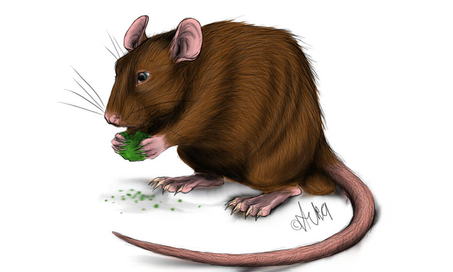 Rat Deviantart Rat by AlanKK on DeviantArt