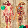 Anatomy 1