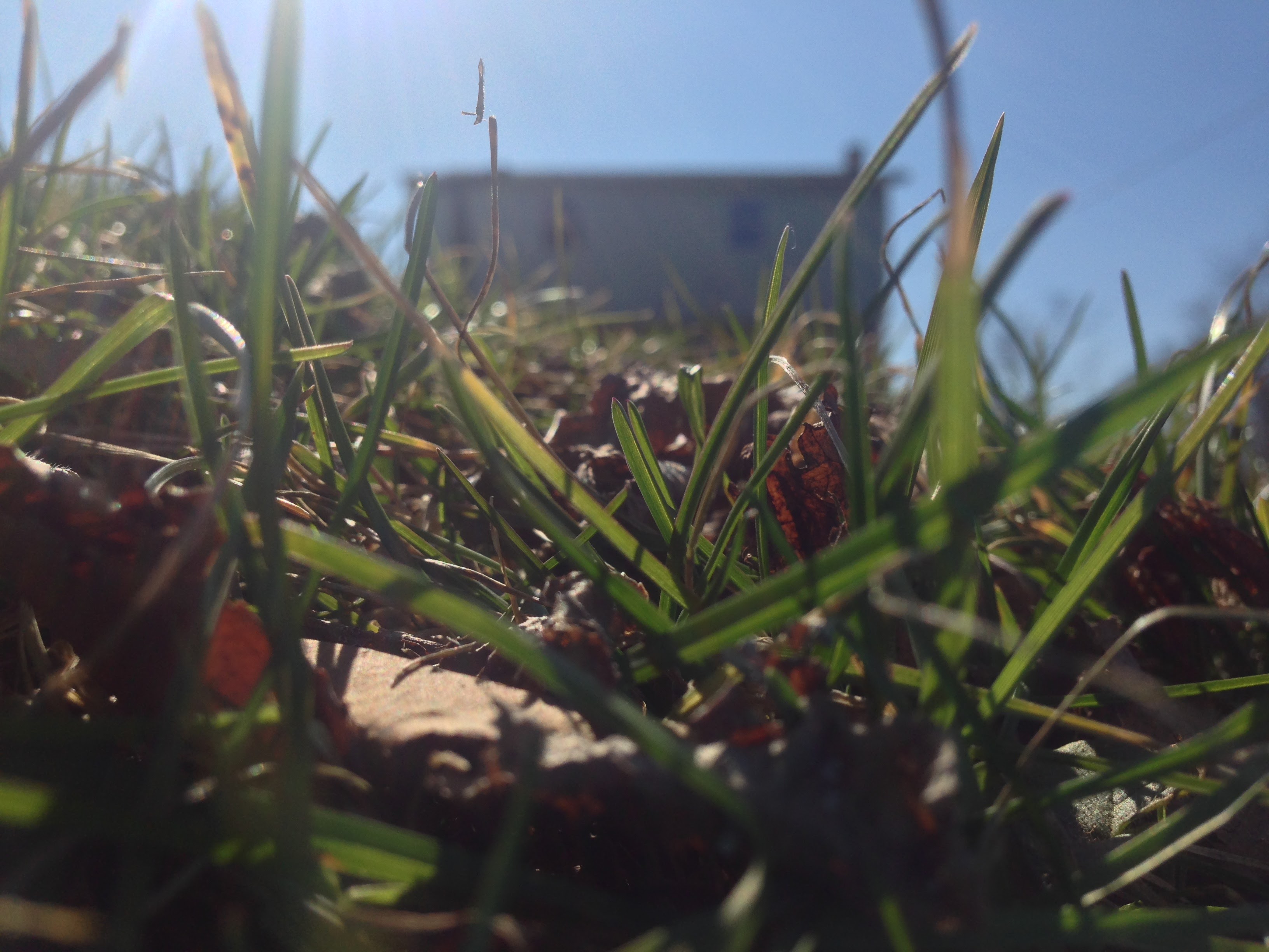 Grass in focus at my grandparents house