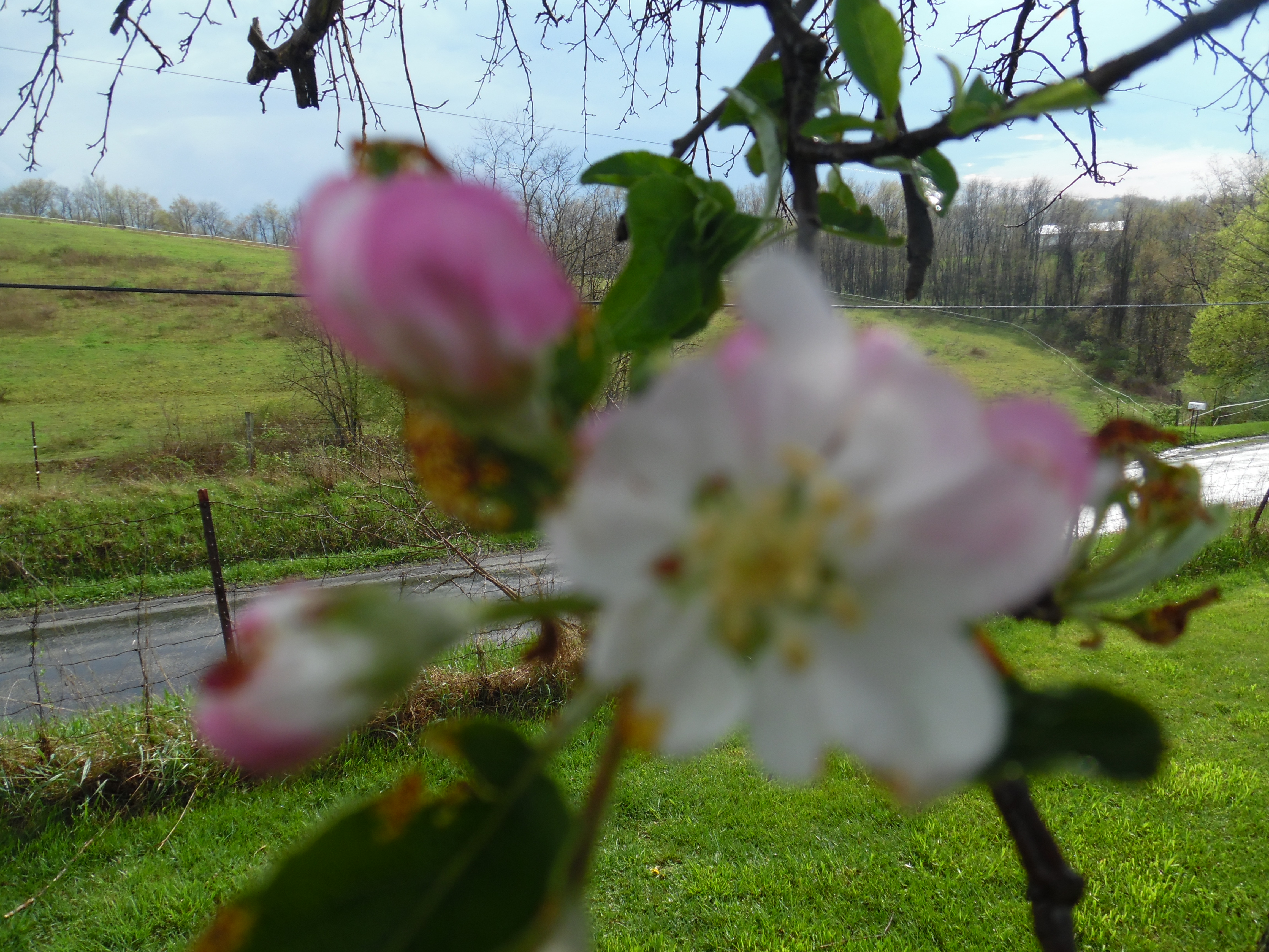 Flower not in focus, background in focus