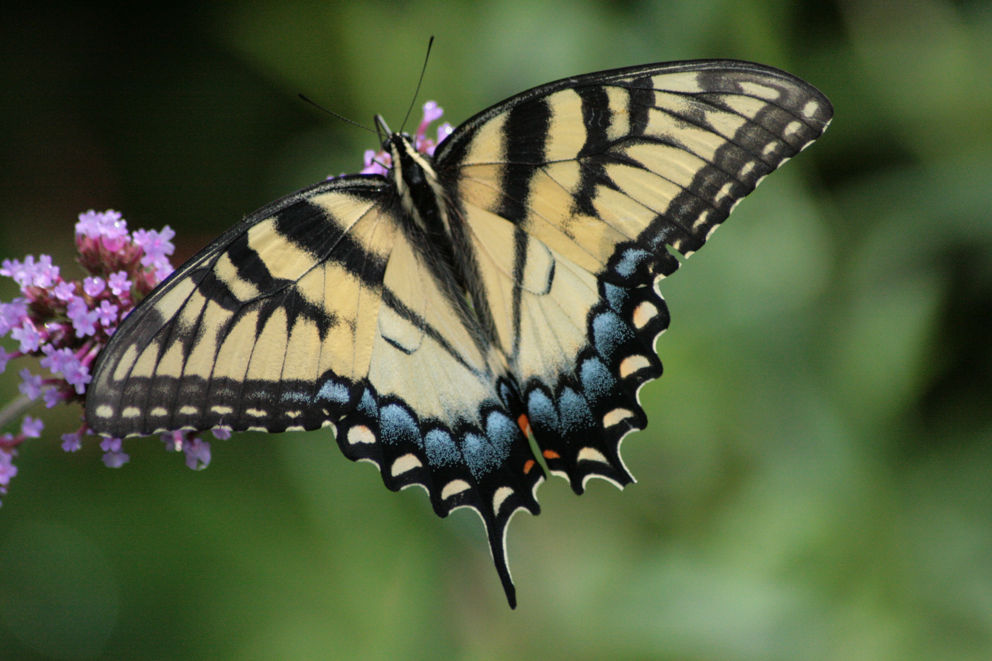 Fluttering Beauty