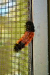 Caterpillar on the Kitchen Window