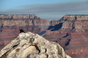 Lost in Grand Canyon