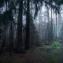 Forest_2