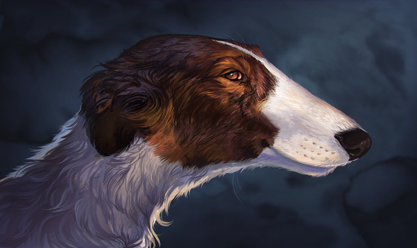 Borzoi