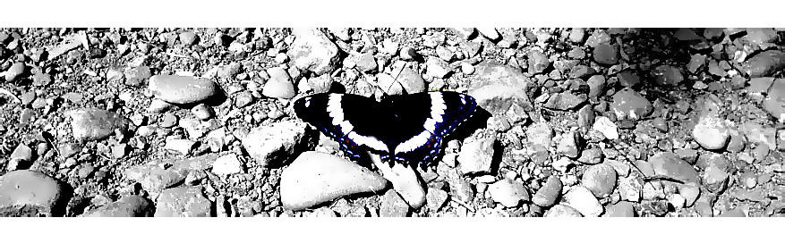 the butterfly