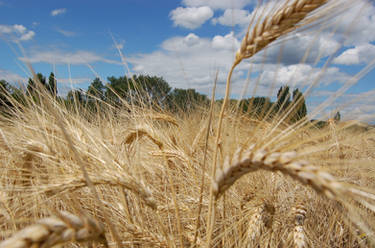 Wheat field