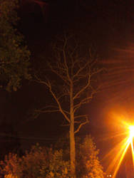 night tree