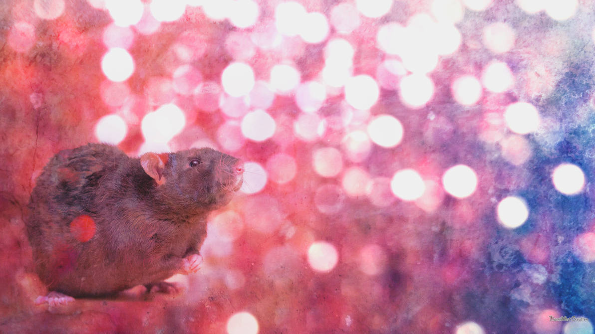 Rat wallpaper 1920 x 1080 by NamidArt on DeviantArt