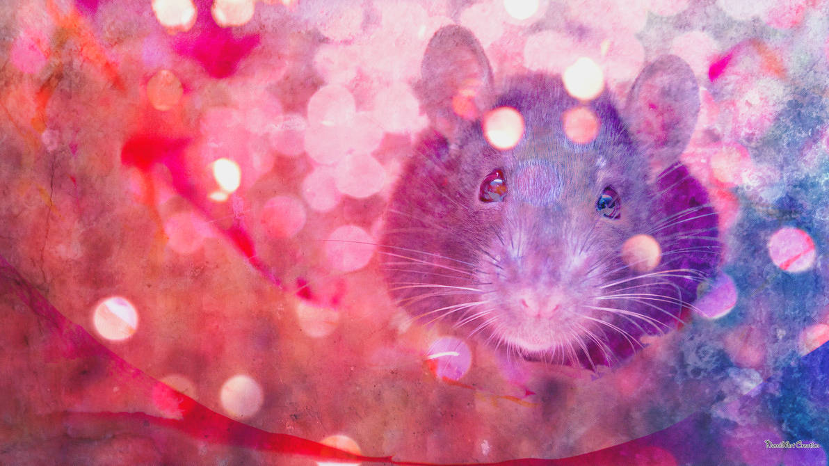 Rat wallpaper 1920 x 1080 by NamidArt on DeviantArt