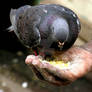 Pigeon feeding