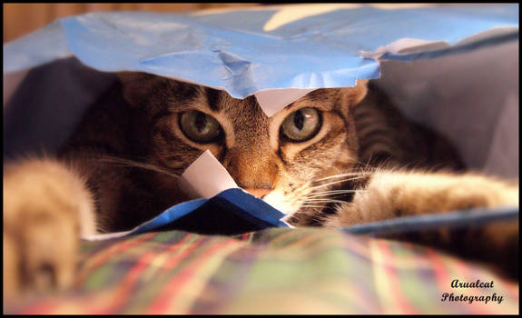 The cat in the bag