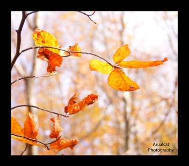 Autumn leaves