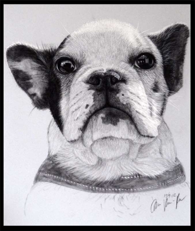 Bob the french bulldog