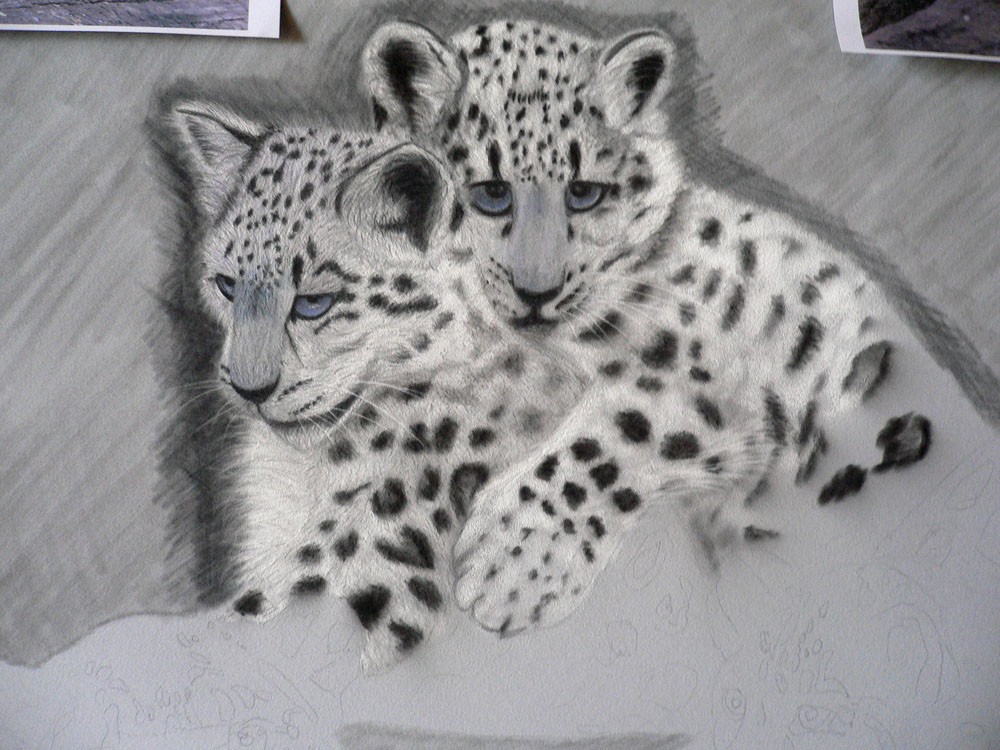 WIP Snow Leopards