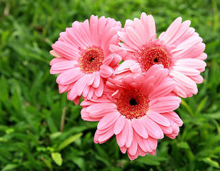 Pink flowers