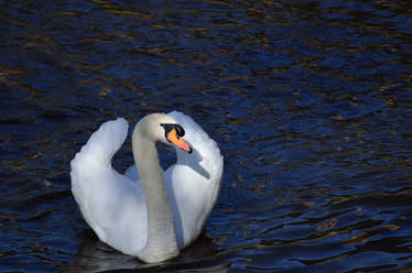 Swan