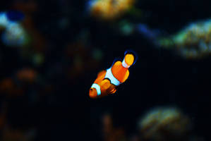 Clown Fish