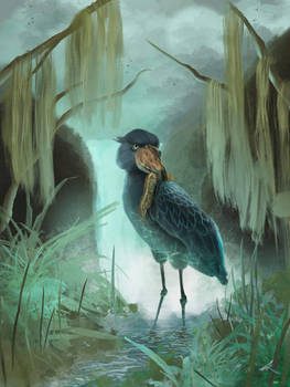The Shoebill