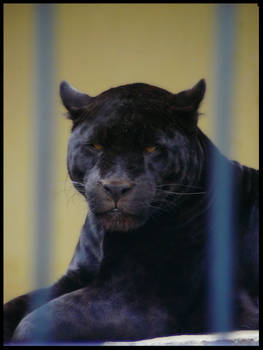 Black jaguar