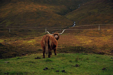 Highland Coo