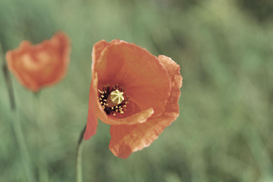 red flower