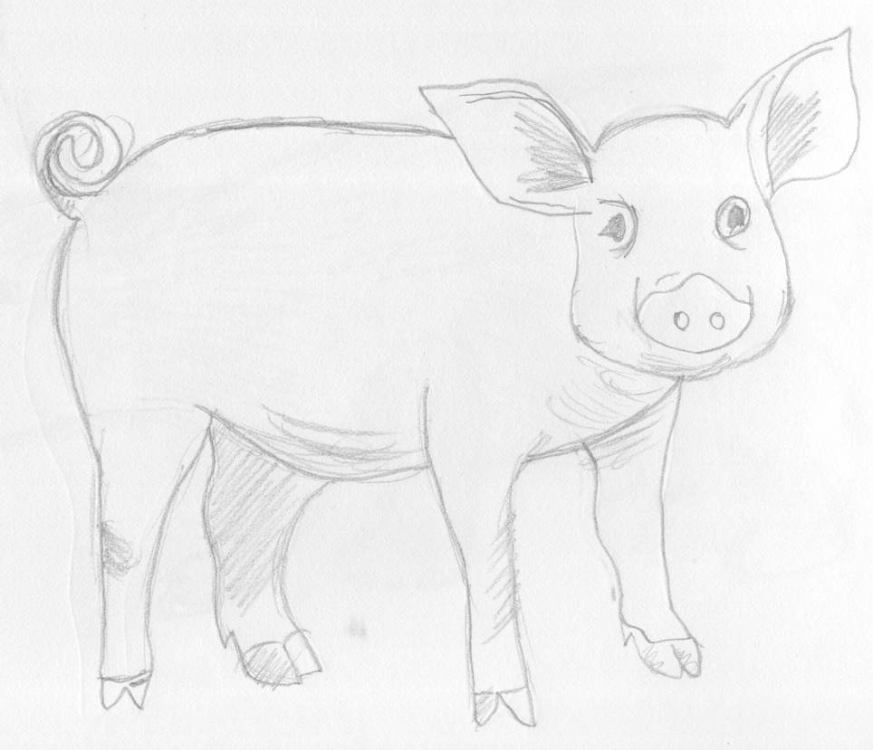 Свинья карандашом. Поросенок рисунок карандашом. Свинья для рисования. Свинка рисунок карандашом.
