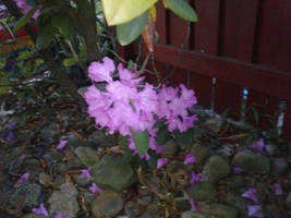 A single Purple Flower