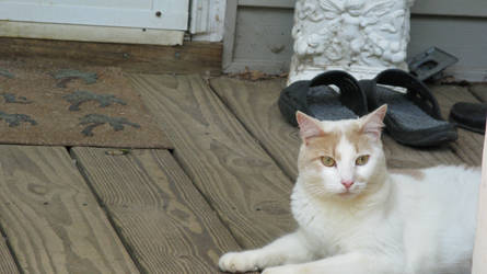 Pippin on the Porch