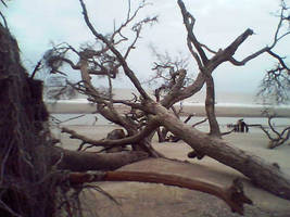 Driftwood in South Carolina