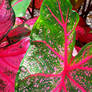 Caladium Colours