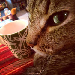 Coffee and Cats