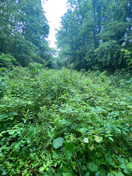 Cherokee Wetland