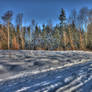 Snowy Forest HDR