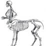 Skeletal Centaur Anatomy study