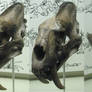 Free Sabre Tooth Cat Skull Stock