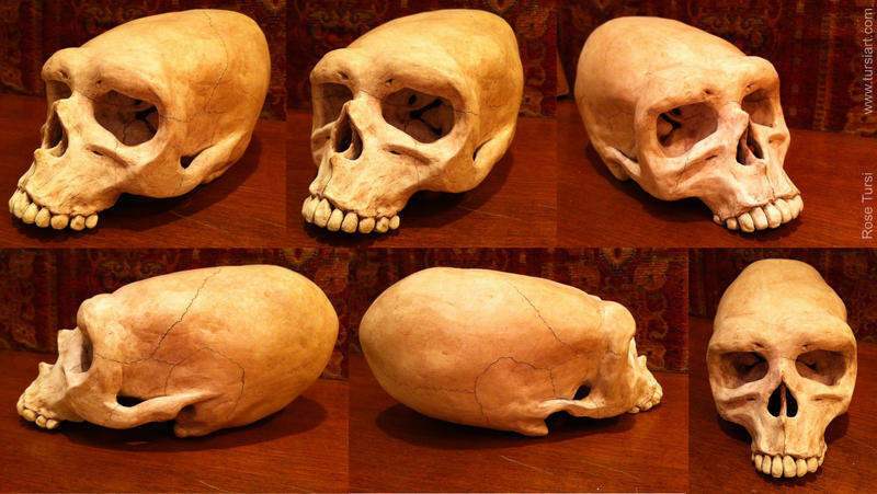 Elongated Alien Neanderthal Hybrid Skull