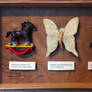 Looking Glass Insects Taxidermy Set