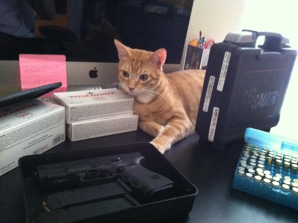 Combat Kitty by MrMoose2D on DeviantArt