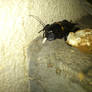 Madeira Black Cricket