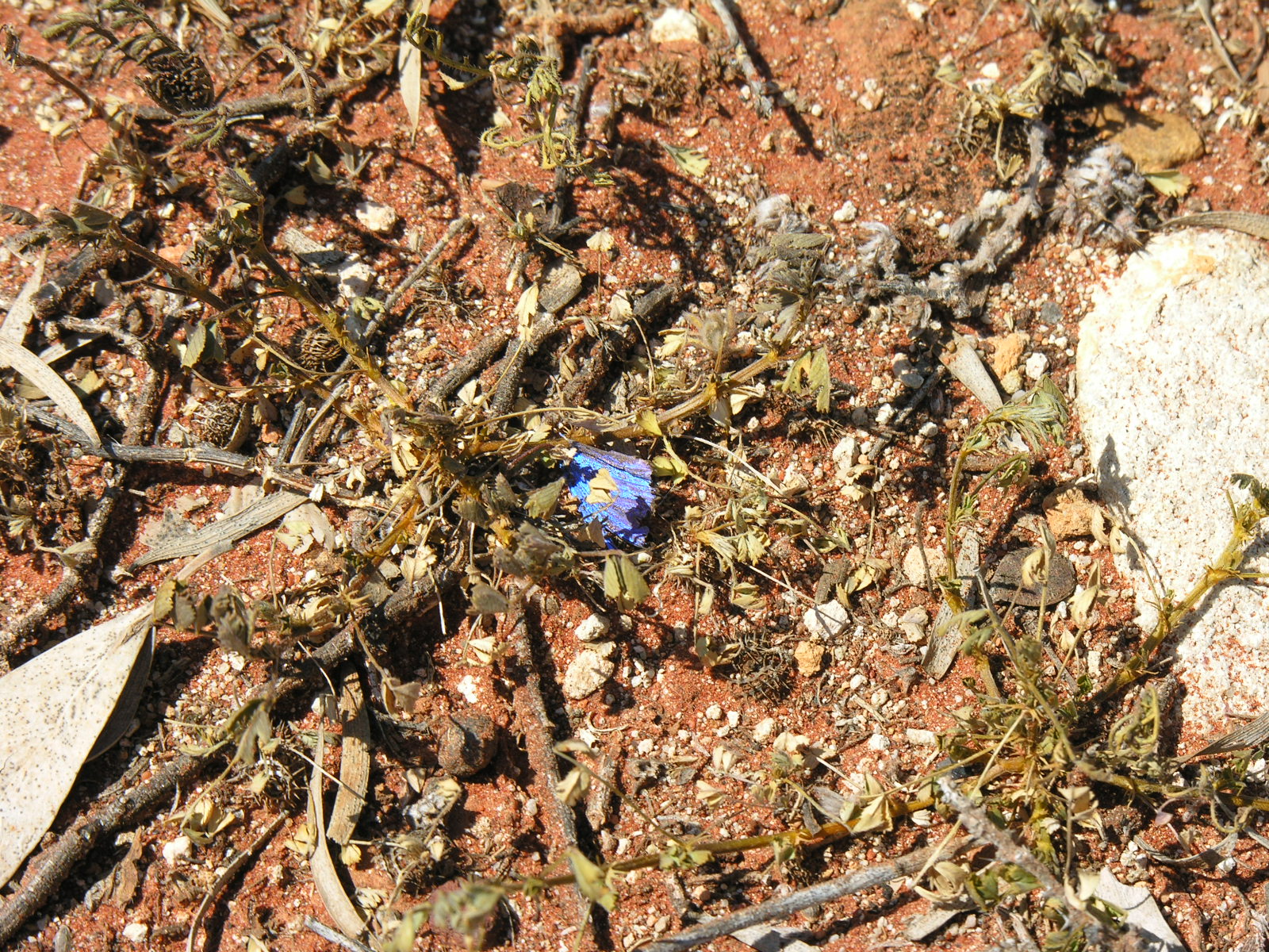 Blue Wing, Dry Earth