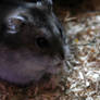 my little hamster names Alice