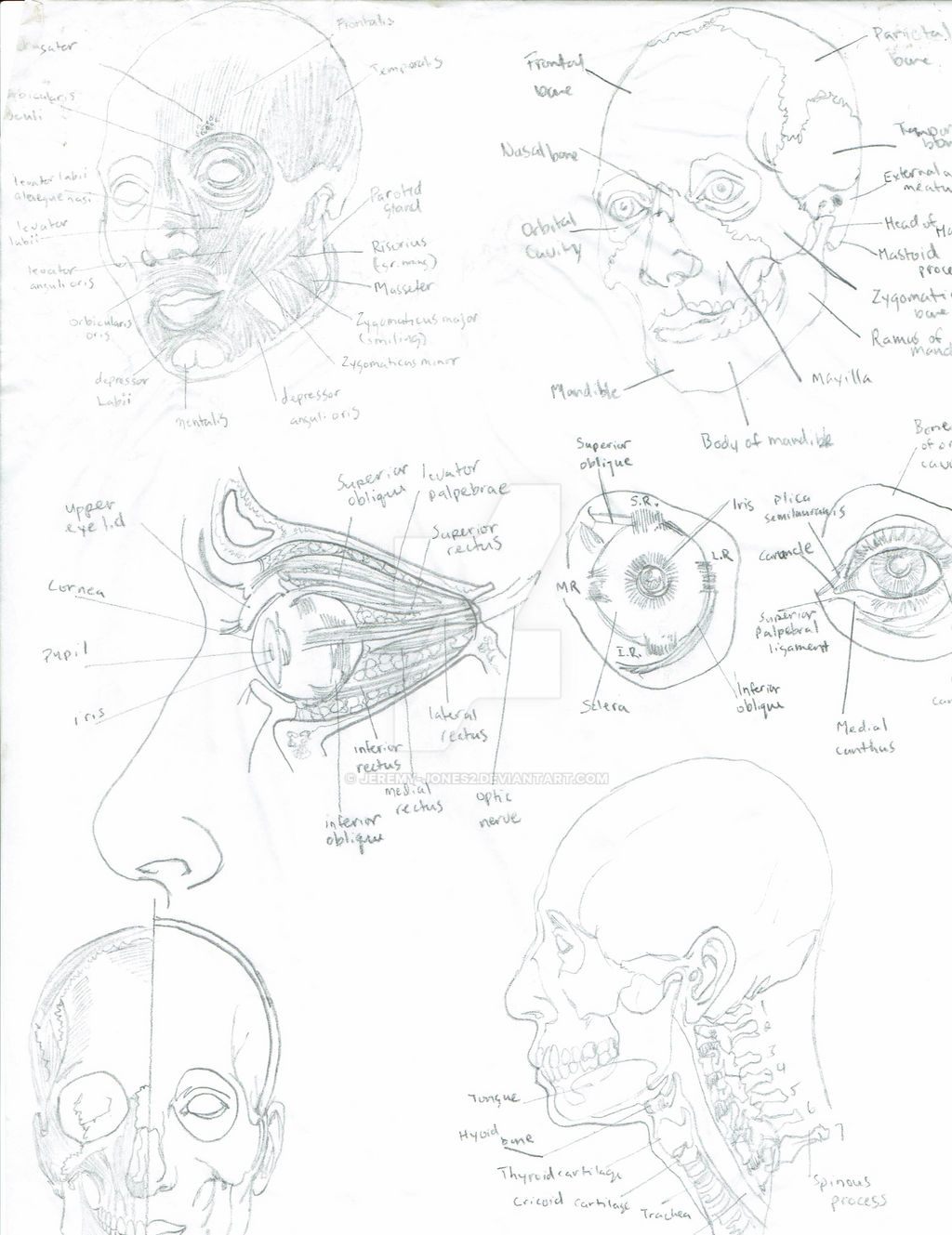 Head Study Chart Human Anatomy Study Head by jeremy-jones2 on DeviantArt