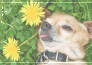 doggo in sunflowers. -f2u