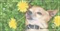 doggo in sunflowers. -f2u