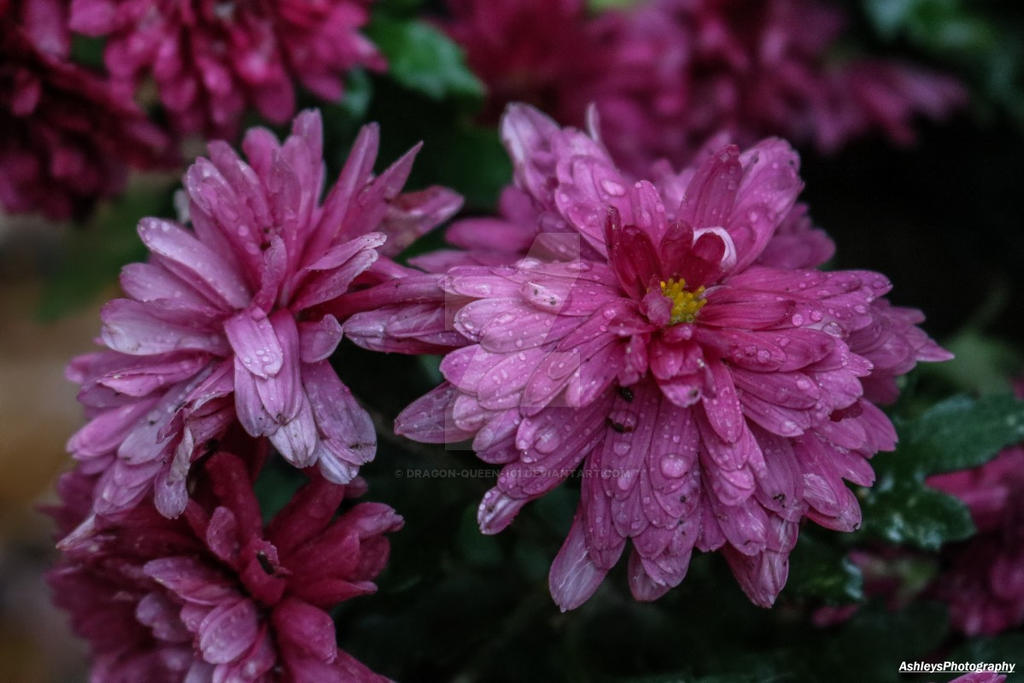 Devas Raining Flowers Raindrops Resting On Flowers by Dragon-Queen-101 on DeviantArt