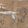 deers sketchbook